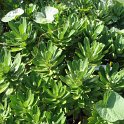 Nipponanthemum nipponicum
